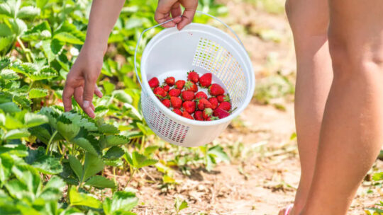 Pourquoi le jardinage nu est agréable ?